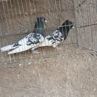 دوتا نر سر سیاه