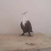 کربلایی کلایی|پرنده|راور, |دیوار