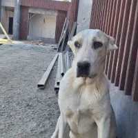 توله آلابای