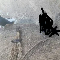 نرزاغ دم سفید|پرنده|بیرجند, |دیوار