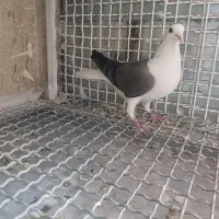 کبوتر دمگیر