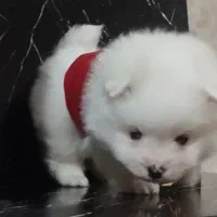 توله پامرانین .خرسی قیمت۸ تا ۱۳ بدونه واسطه خریدکن|سگ|تهران, والفجر (افسریه)|دیوار