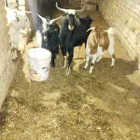 بزغاله نر.|حیوانات مزرعه|شال, |دیوار