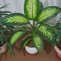 گل و آپارتمانی|گل و گیاه طبیعی|خسروشاه, |دیوار