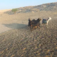بز درجه یک داشتی کوردی|حیوانات مزرعه|دهلران, |دیوار
