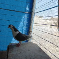 کفتر|پرنده|مشهد, دانش|دیوار