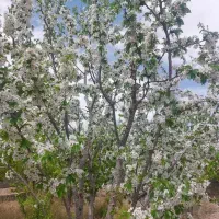 فروش-باغ-چهاردیواری-با-مجوز