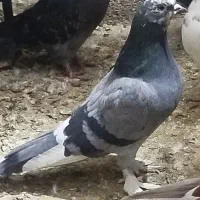 کفتر یا کبوتر و قفس|پرنده|قرچک, پویینک|دیوار