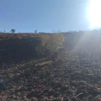 باغ انگور|فروش دفتر صنعتی، کشاورزی، تجاری|مریوان, |دیوار