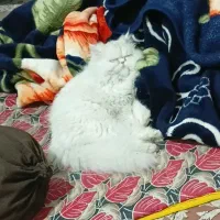 گربه پرشین|گربه|کرمانشاه, |دیوار