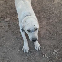 سگ گله ای دهن پاک نژاد افغان