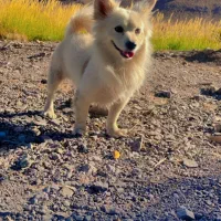 سگ پامر اشپیز