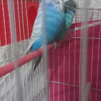 مرغ عشق انگلیسی. خیلی درشت. رنگ خواص|پرنده|قدس, شهرقدس|دیوار