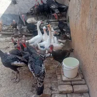 بوقلمون وغاز