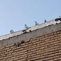 کبوتر
