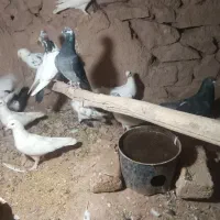 کبوتر|پرنده|بزینه رود, |دیوار