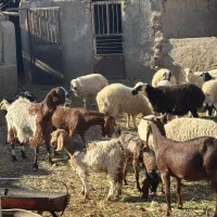 همه رقم گوسفند موجود داریم|حیوانات مزرعه|یزد, |دیوار