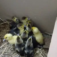 بچه اردک اسرائیلی|حیوانات مزرعه|لولمان, |دیوار