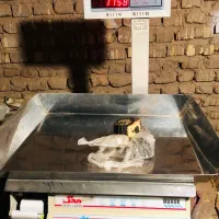 ترازو 70کیلویی و یخچال ویترینی