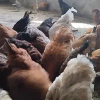 مرغ برهما|حیوانات مزرعه|دوگنبدان, |دیوار