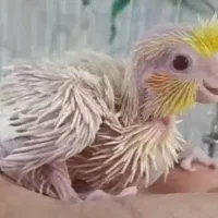 جوجه عروس هلندی
