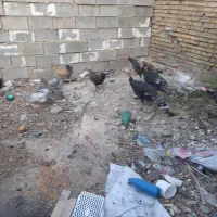 حیوانات مزرعه|حیوانات مزرعه|ایذه, |دیوار