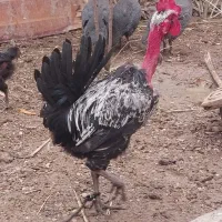 خروس عربی اصل هویزه