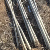 صنوبر بکار سرمایه گذاری کن|خدمات باغبانی و درختکاری|مشکین‌دشت, |دیوار