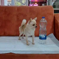 سگ جیبی نژاد شی هوا هوا / چی هوا هوا|سگ|تبریز, |دیوار