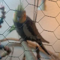 عروس باقفس لوازم کامل 800 تومان|پرنده|لاهیجان, بازکیاگوراب|دیوار