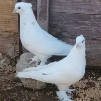 کبوتر پرشی|پرنده|ماهنشان, |دیوار