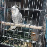 فروش عروس هلندی سفیر وطلای