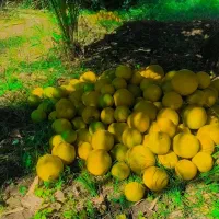 گیریفروت|خوردنی و آشامیدنی|فهرج, |دیوار