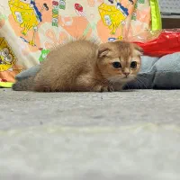 اسکاتیش فولد ماده دوماهه