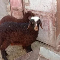 بره ماده .بره علف خوار .بره شیره مست .بز