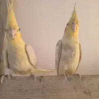 دوجفت عروس هلندی زردجوان سالم