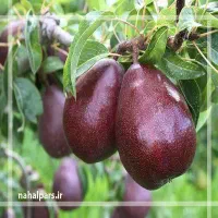 نهالستان  ، درخت کم آب ، نهال گلخانه در مشهد|خدمات باغبانی و درختکاری|مشهد, خواجه ربیع|دیوار