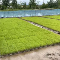 باکس نشا هاشمی