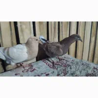 اوقون زرد