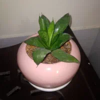 گل طبیعی از ۵۰ تومن تا ۲۵۰ تومن|گل و گیاه طبیعی|شاهرود, |دیوار