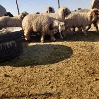 فروش بره عربی و بختیاری با قیمت مناسب|حیوانات مزرعه|شوش, |دیوار