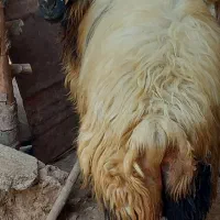 یک عدد میش‌ فروشی|حیوانات مزرعه|دیشموک, |دیوار