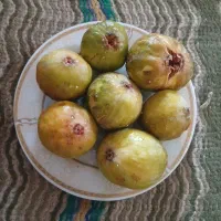 انجیر ارگانیک