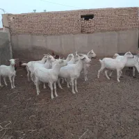 بزغاله ماده سانن اصل