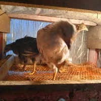 جوجه مرغ و خروس زینتی
