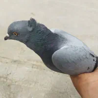 کفتر سبز ماده کاکلی دو خط