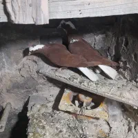 یک جفت قرمزی نر و ماده هر دوتاش شکار