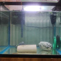 آکواریوم به همراه جفت کت پوزه بوته ای باله بلند