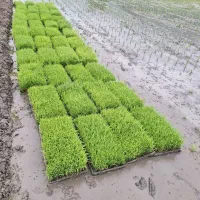 نشا هاشمی درجه ۱