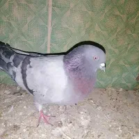 عتیقه پرشی نر|پرنده|نقده, |دیوار